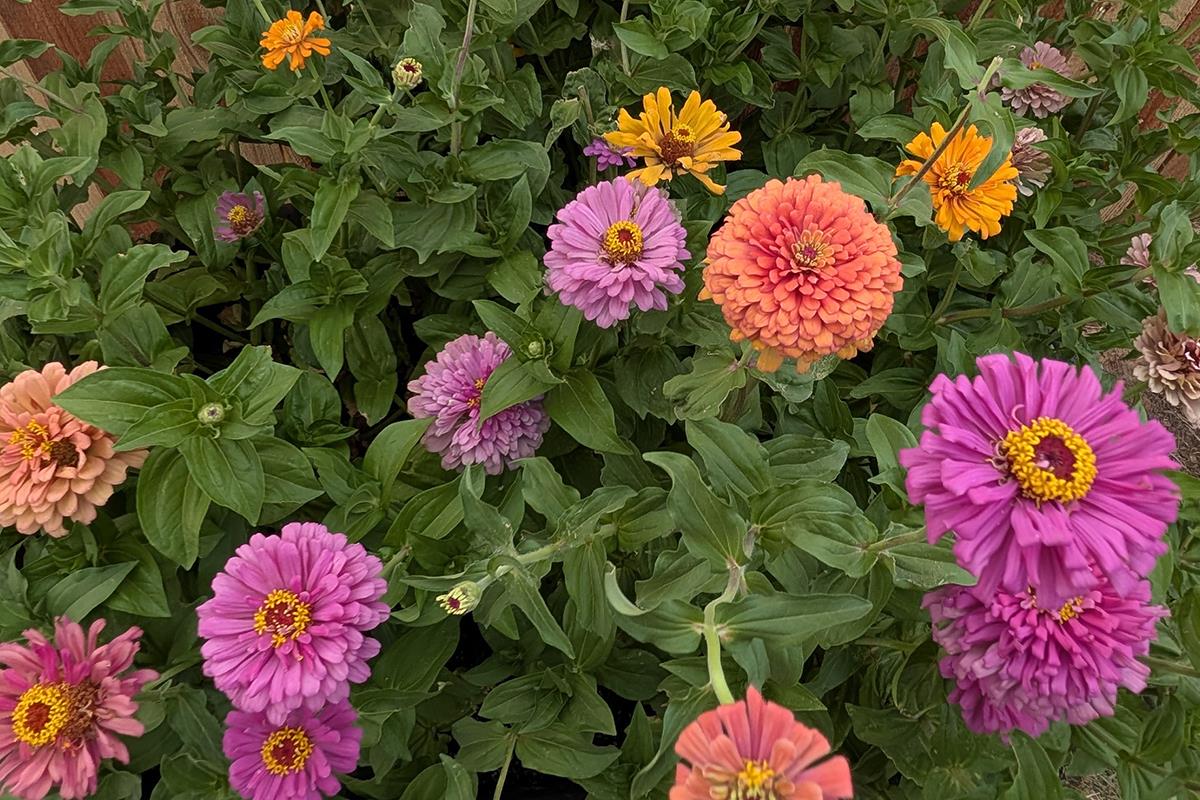 Flowers in Garden